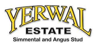 Yerwal Estate Simmentals