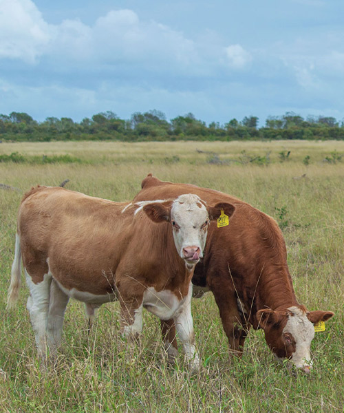 Simmentals Bull Commitment