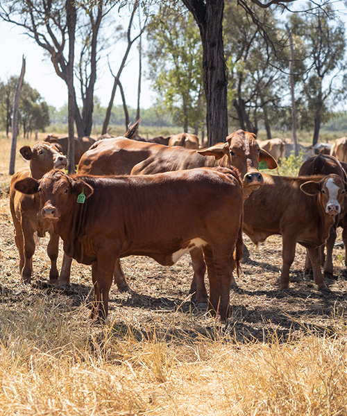 Simmental Cattle Breed