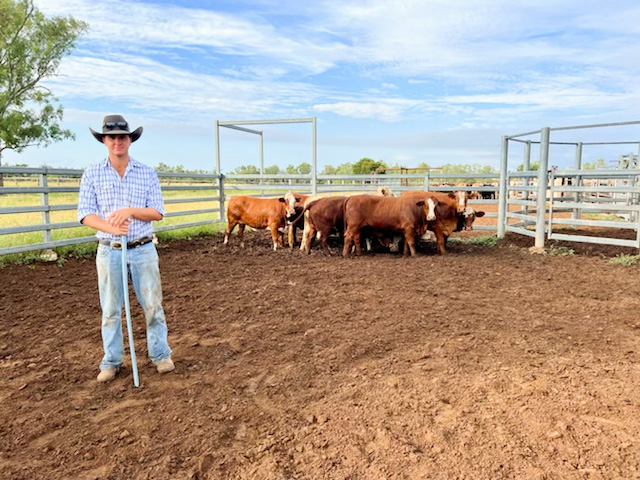 Simmental Does the Job