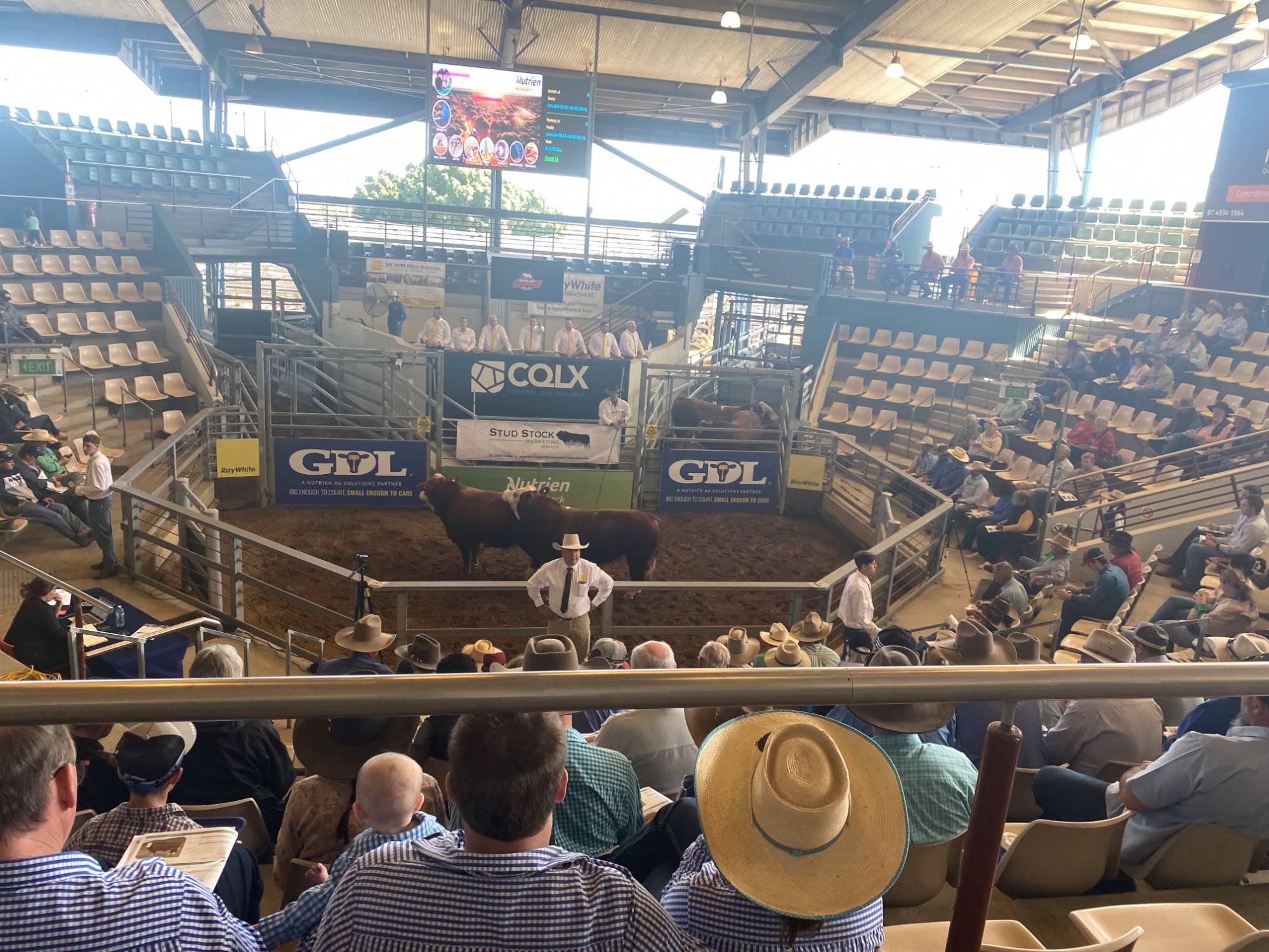 2022 Queensland Simmental Bull Sale Wrap up