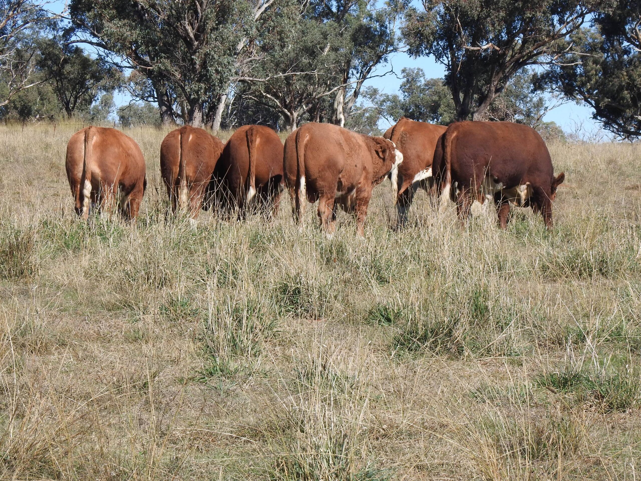Queensland Simmental Bull Sale welcomes well known Barana Simmental Stud and up and coming Glenanna Simmentals in 2024