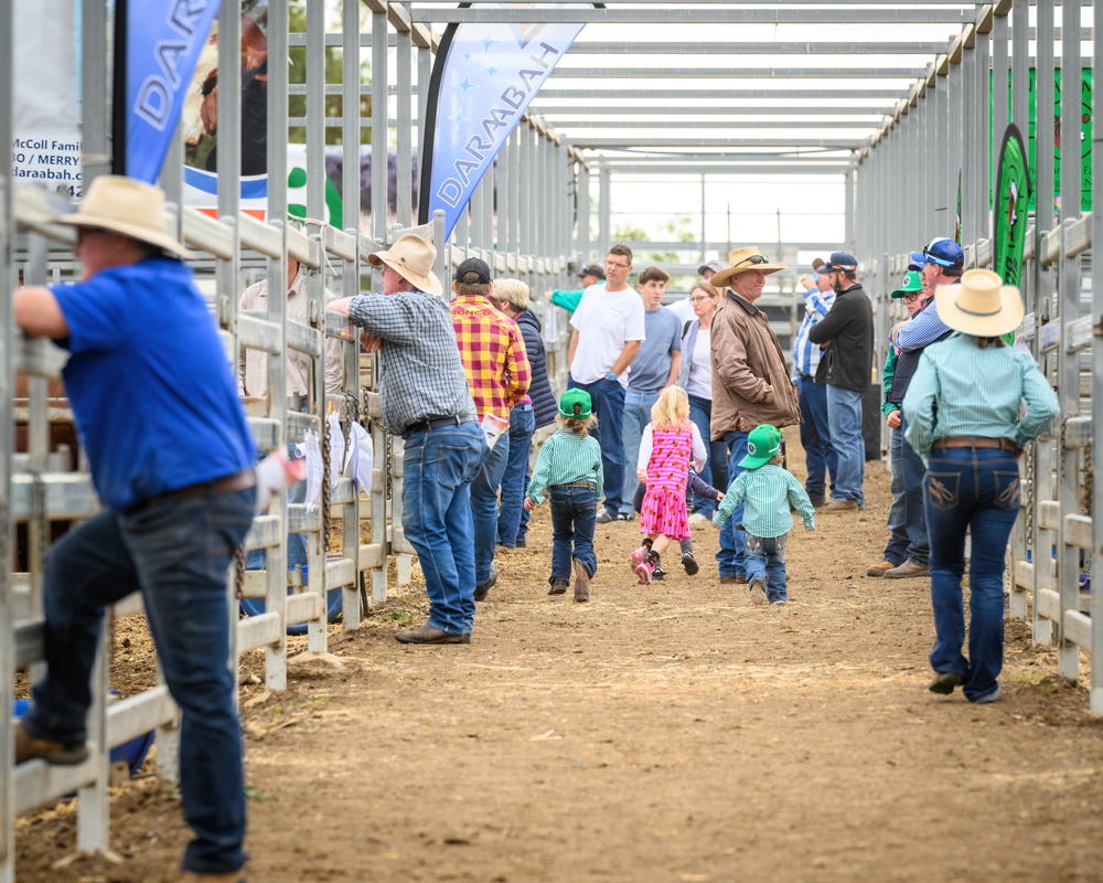 Queensland Simmental Bull Sale 28 July, CQLX Gracemere “5th Annual Sale”