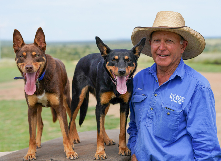 Hillview Training demonstration at the 2025 Queensland Simmental Bull Sale